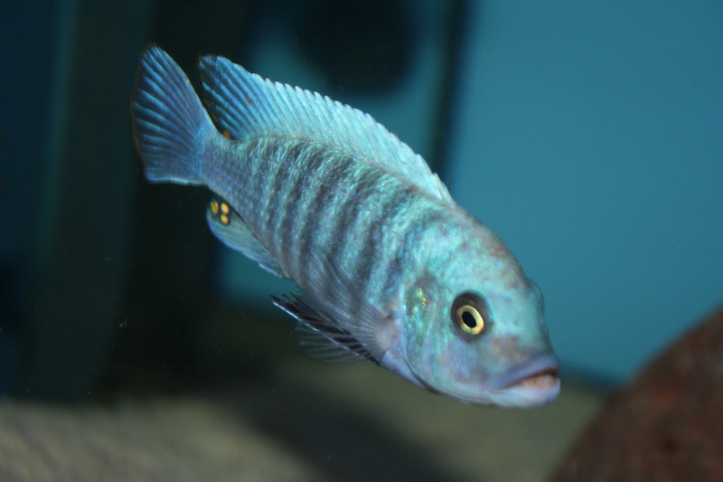 Maylandia zebra 'Chizumulu Island'